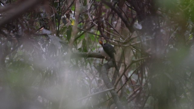 Picatharte de Guinée - ML633372822