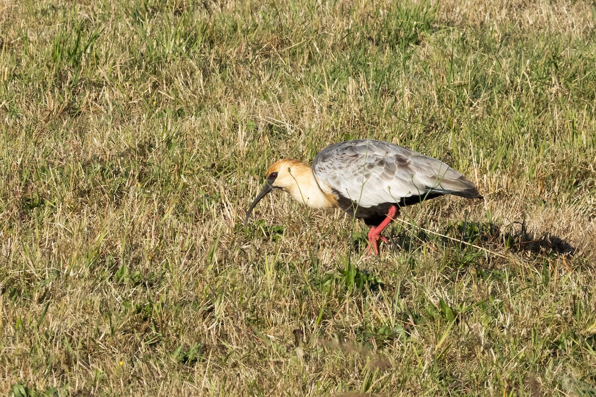 patagoniaibis - ML633372844