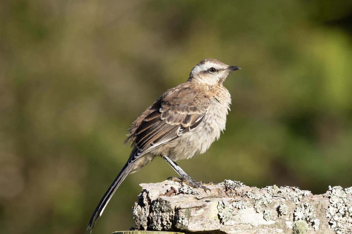 chilespottefugl - ML633372848