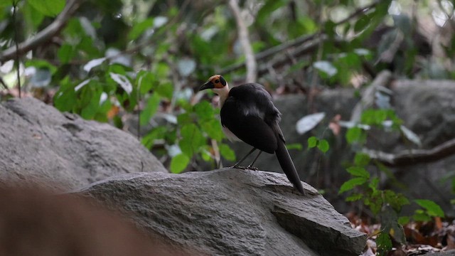 Picatharte de Guinée - ML633372882