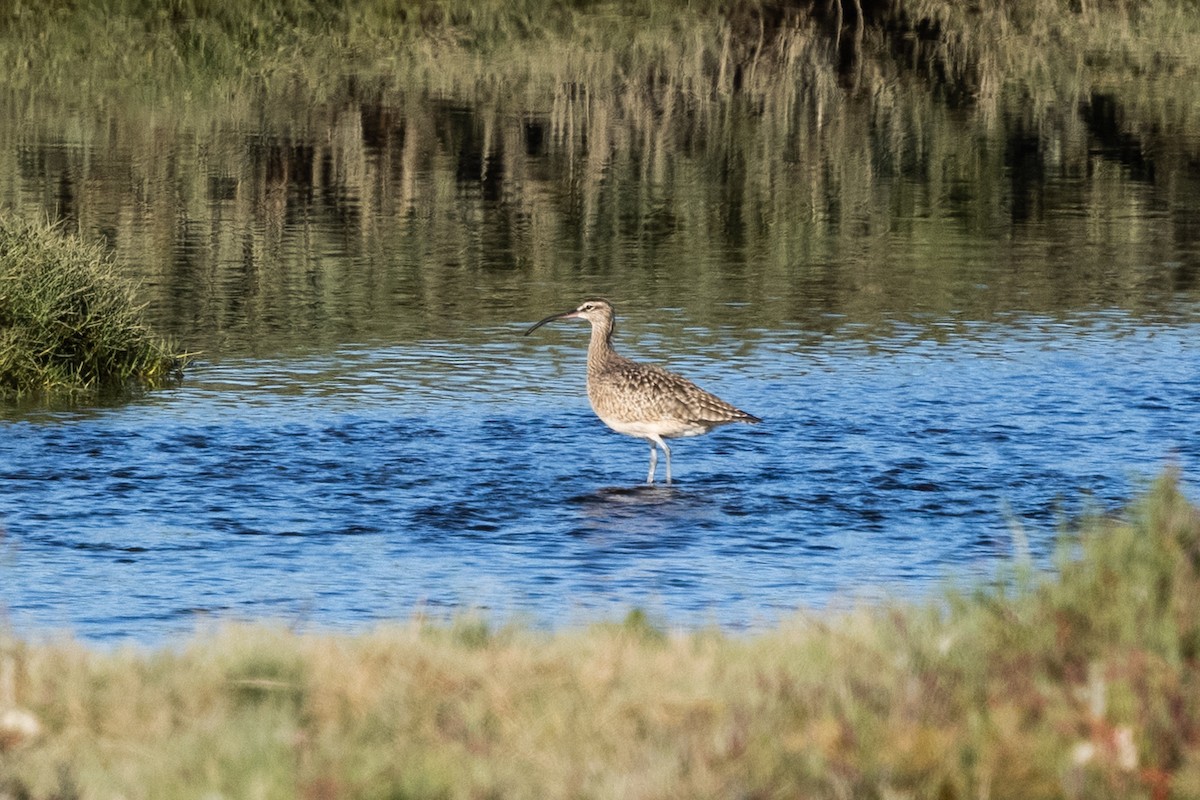småspove (hudsonicus) - ML633372901