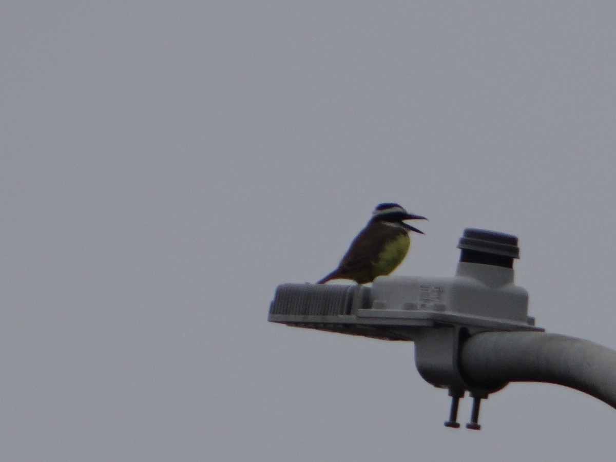 Great Kiskadee - Luciane Brito