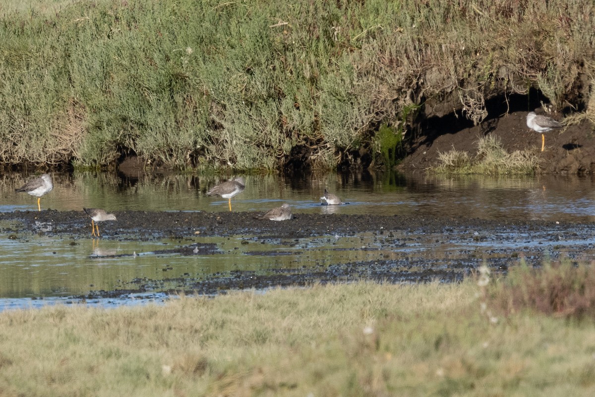 plystresnipe - ML633372904