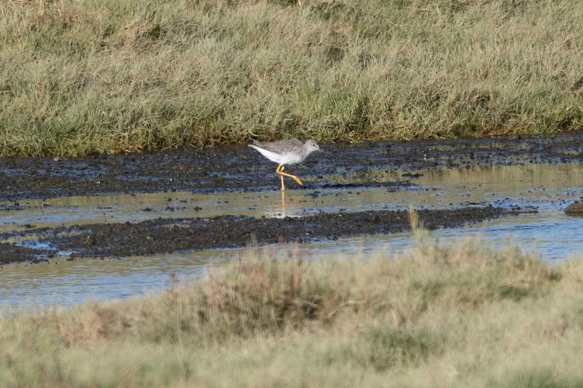 plystresnipe - ML633372911