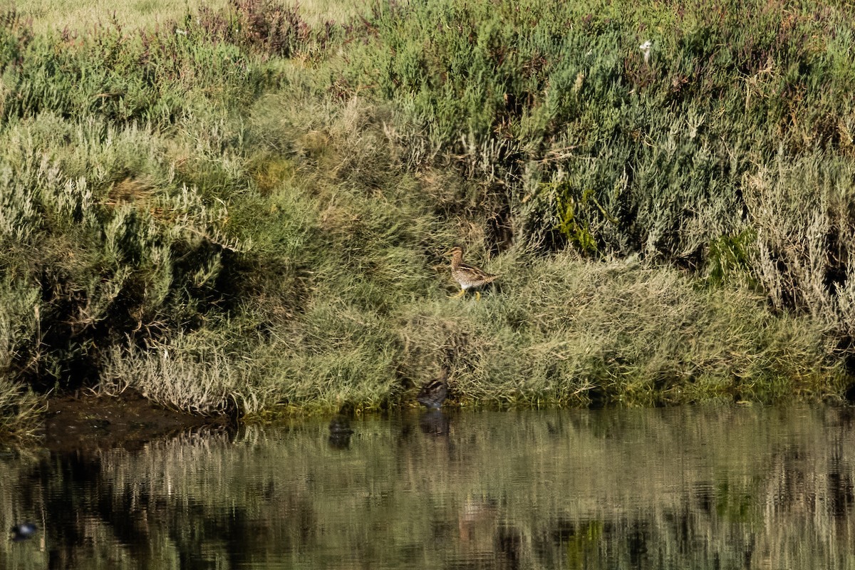 patagoniabekkasin - ML633372930