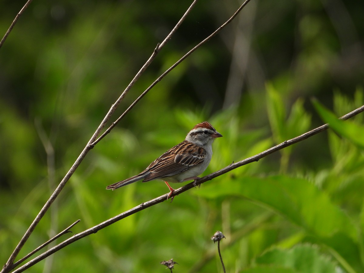Chipping Sparrow - ML633373158