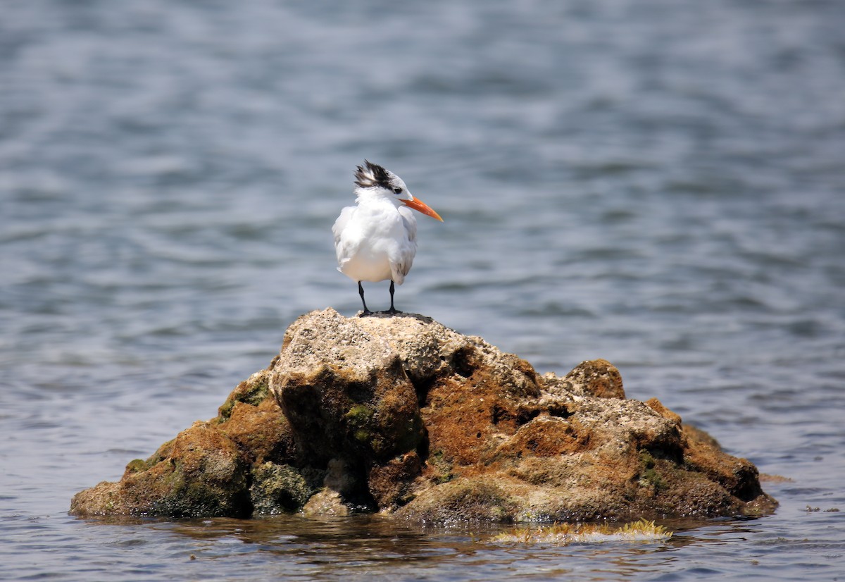 Royal Tern - ML633373261