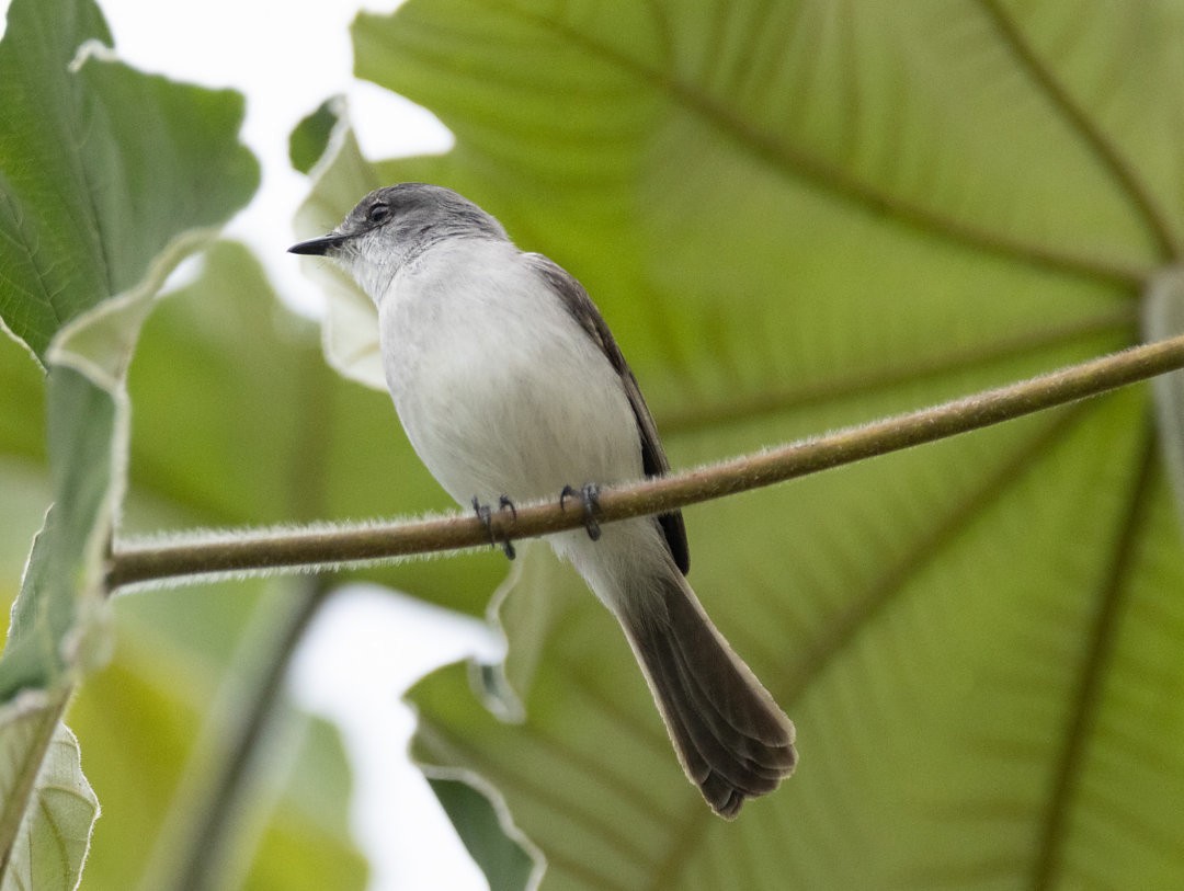 River Tyrannulet - ML633373357
