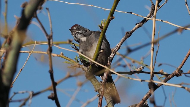 Green-tailed Towhee - ML633373434