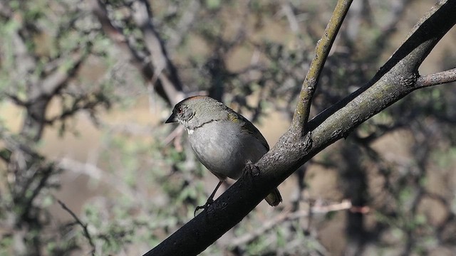 Green-tailed Towhee - ML633373449