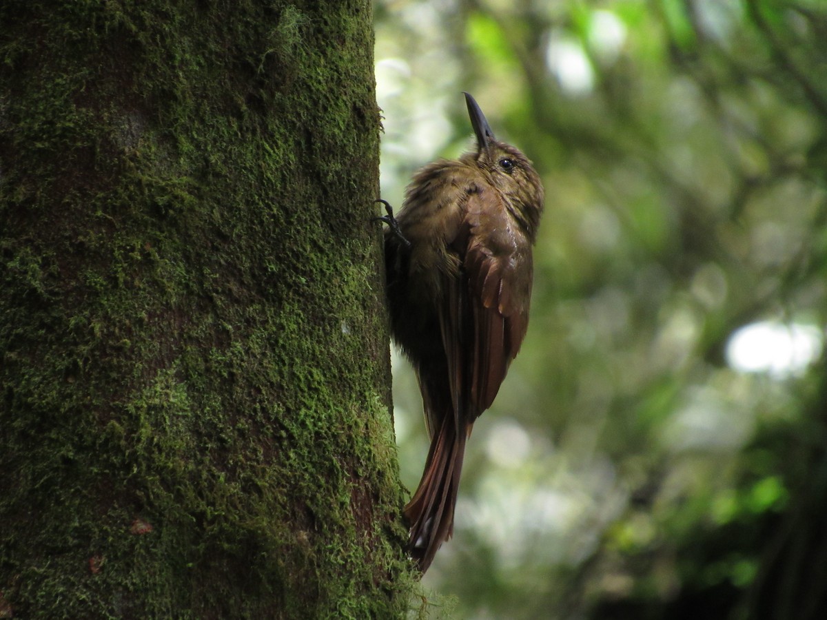 Tyrannine Woodcreeper - ML633373457