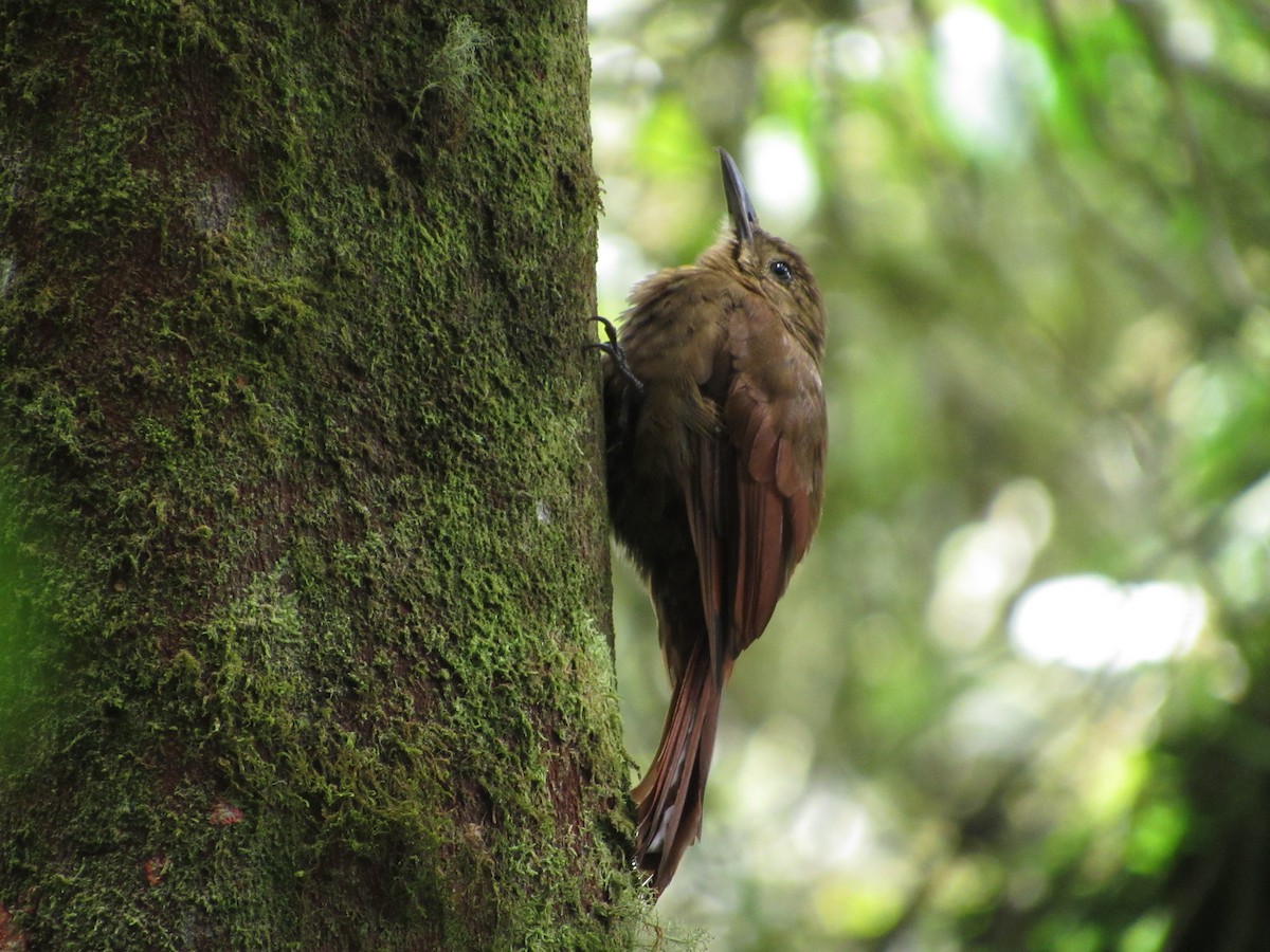 Tyrannine Woodcreeper - ML633373458