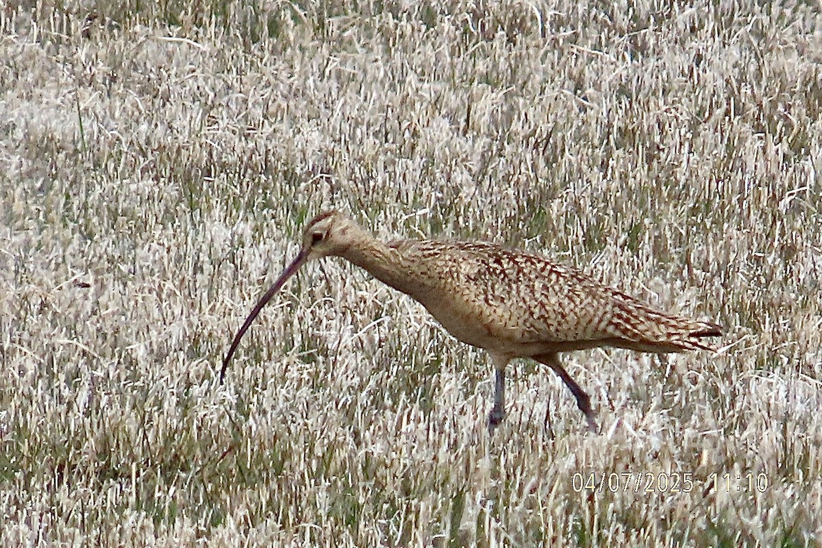 koliha americká - ML633373470
