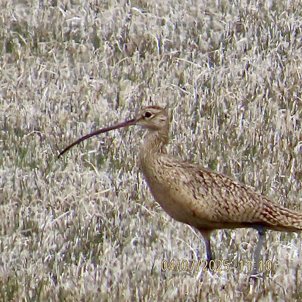 koliha americká - ML633373471