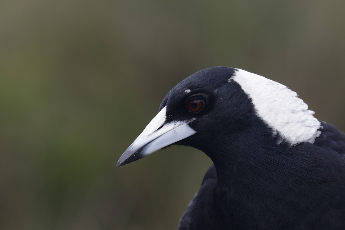 Australian Magpie - ML633373721