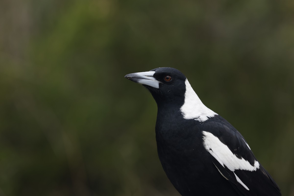Australian Magpie - ML633373722