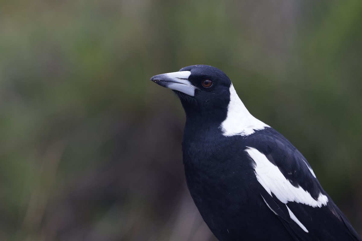 Australian Magpie - ML633373723