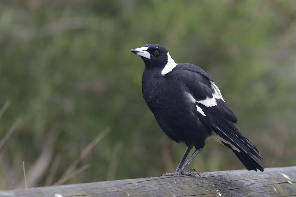 Australian Magpie - ML633373724
