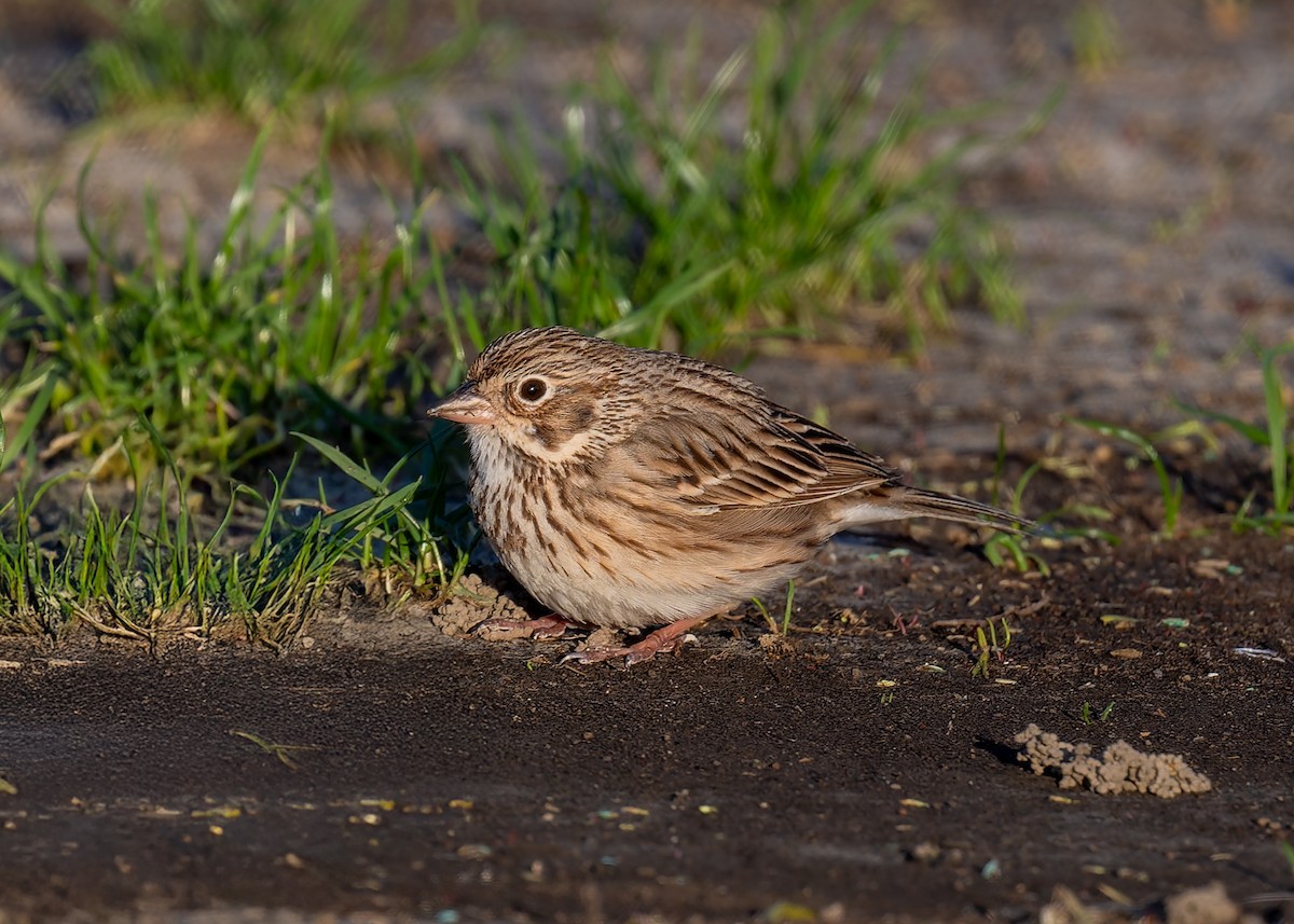 Vesper Sparrow - ML633373733
