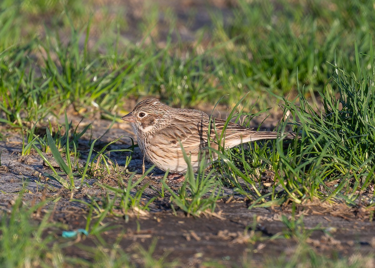 Vesper Sparrow - ML633373734