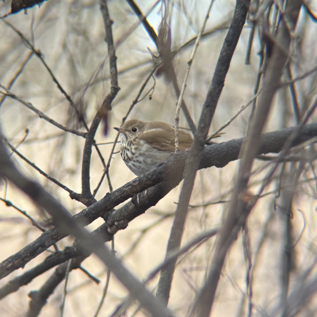 Hermit Thrush - ML633373750