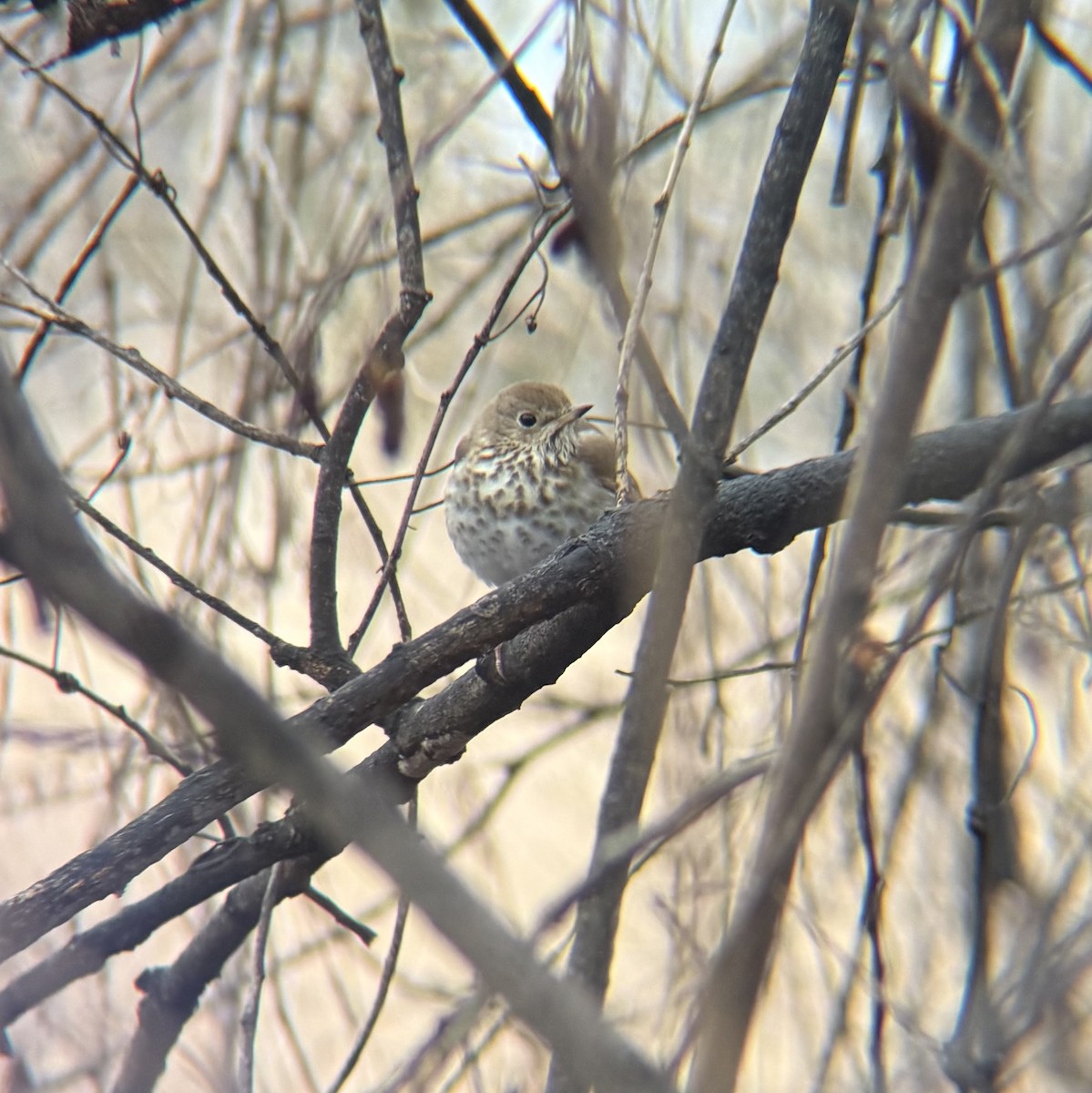 Hermit Thrush - ML633373751