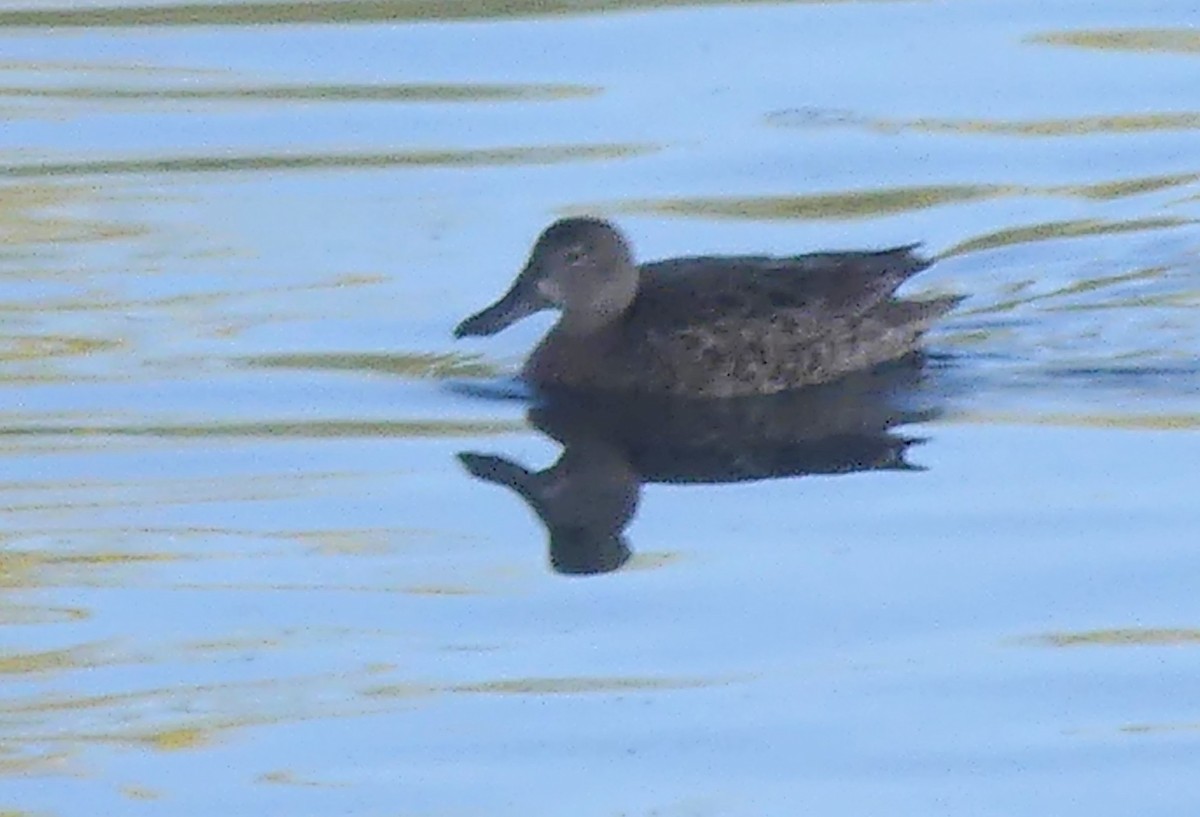 Blue-winged Teal - ML633373861