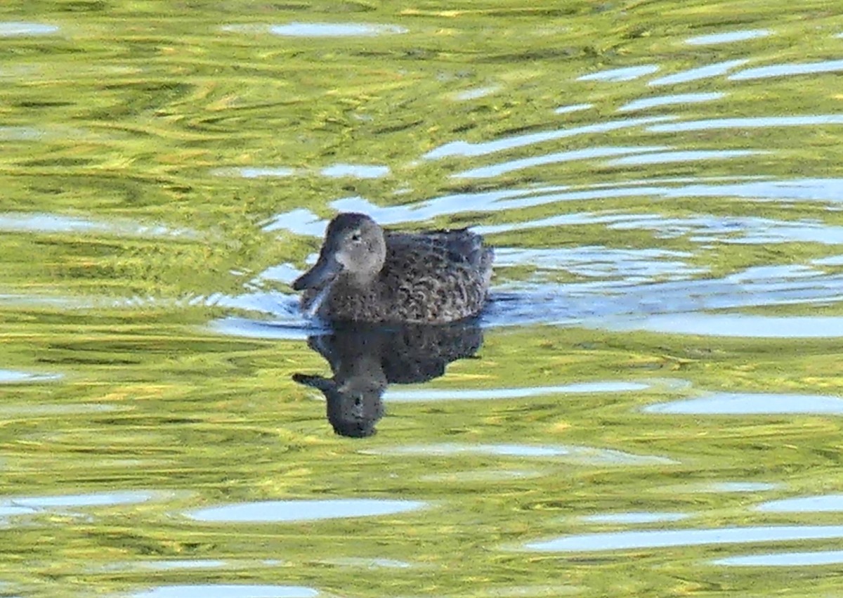 Blue-winged Teal - ML633373862