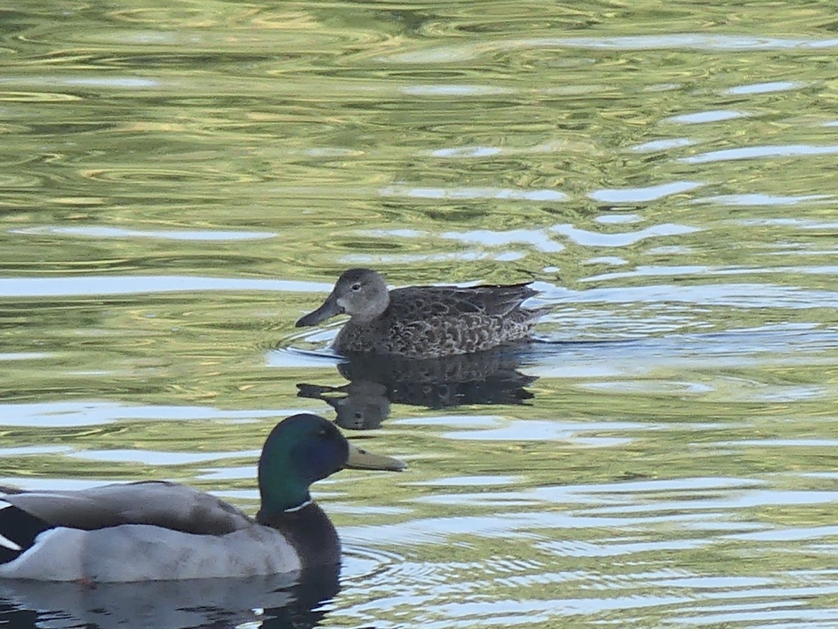 Blue-winged Teal - ML633373863