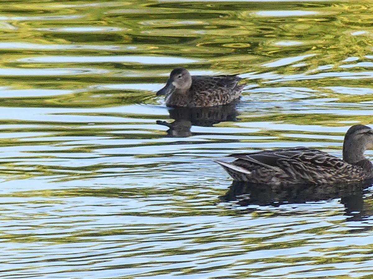 Blue-winged Teal - ML633373864