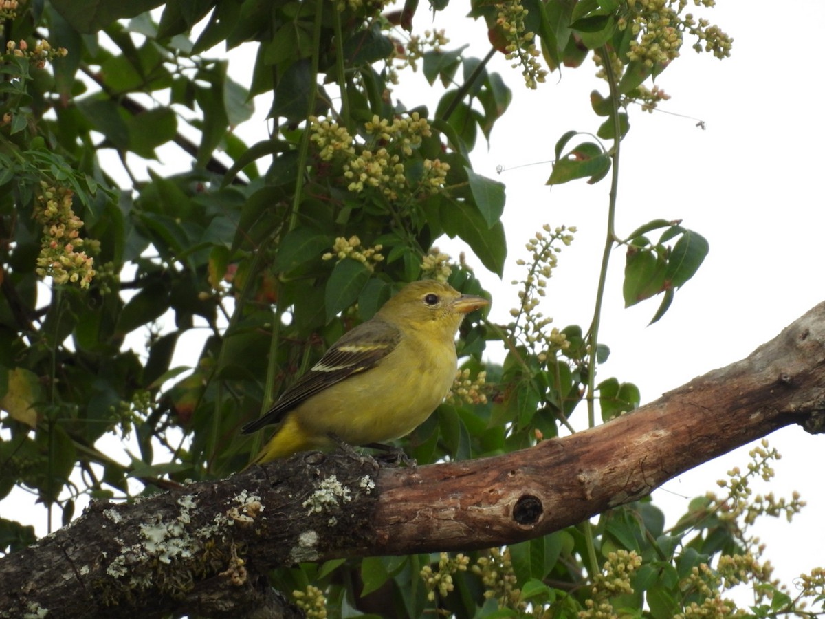 Western Tanager - ML633374103