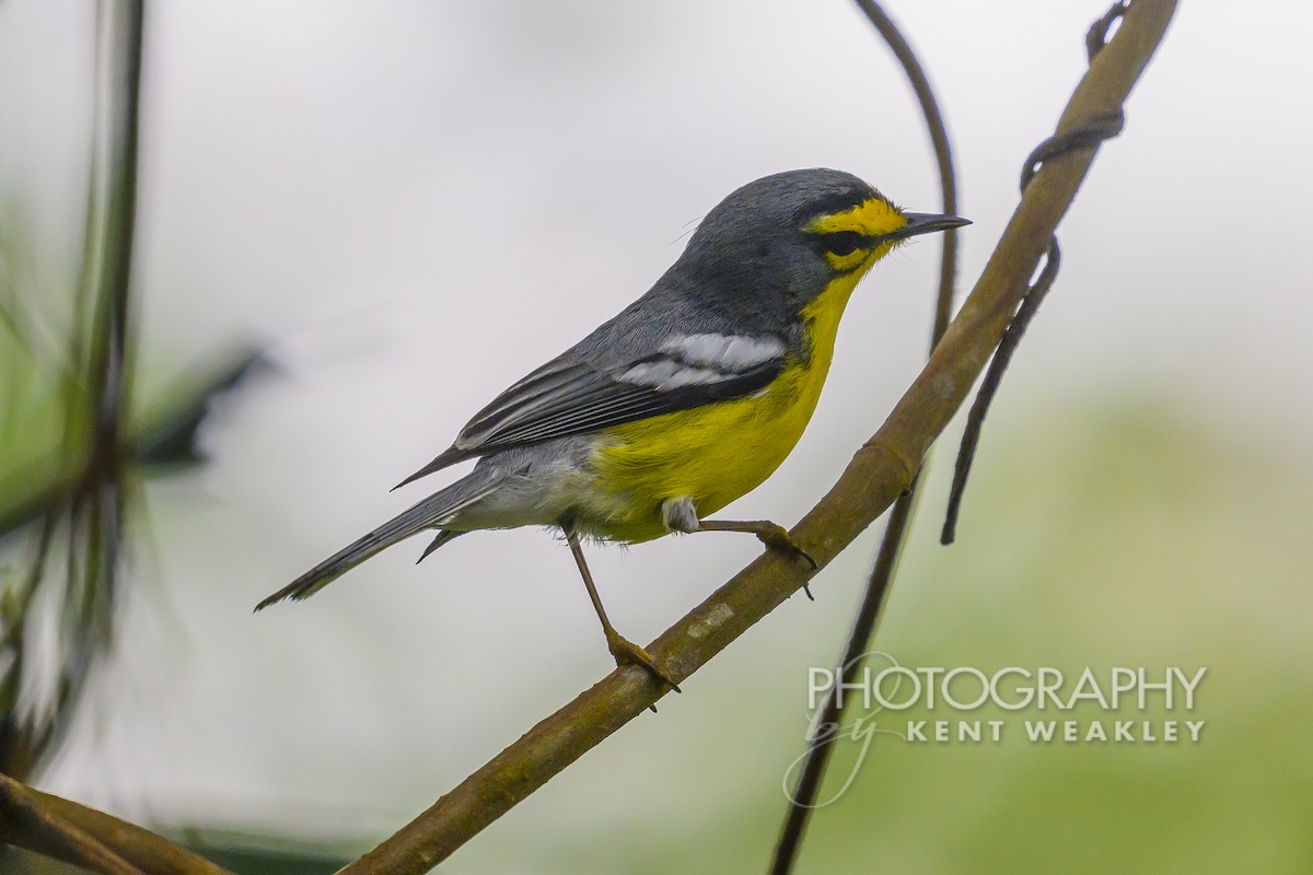 St. Lucia Warbler - ML633374387