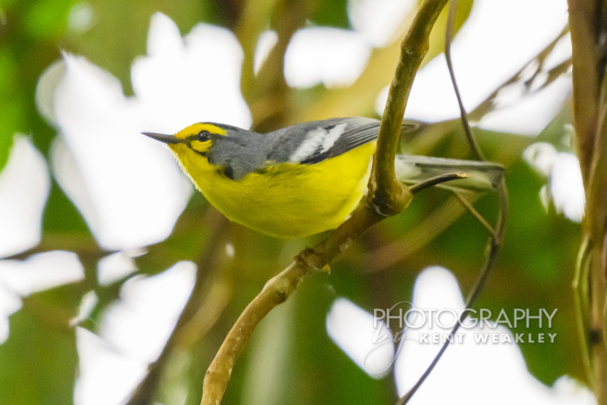 St. Lucia Warbler - ML633374390