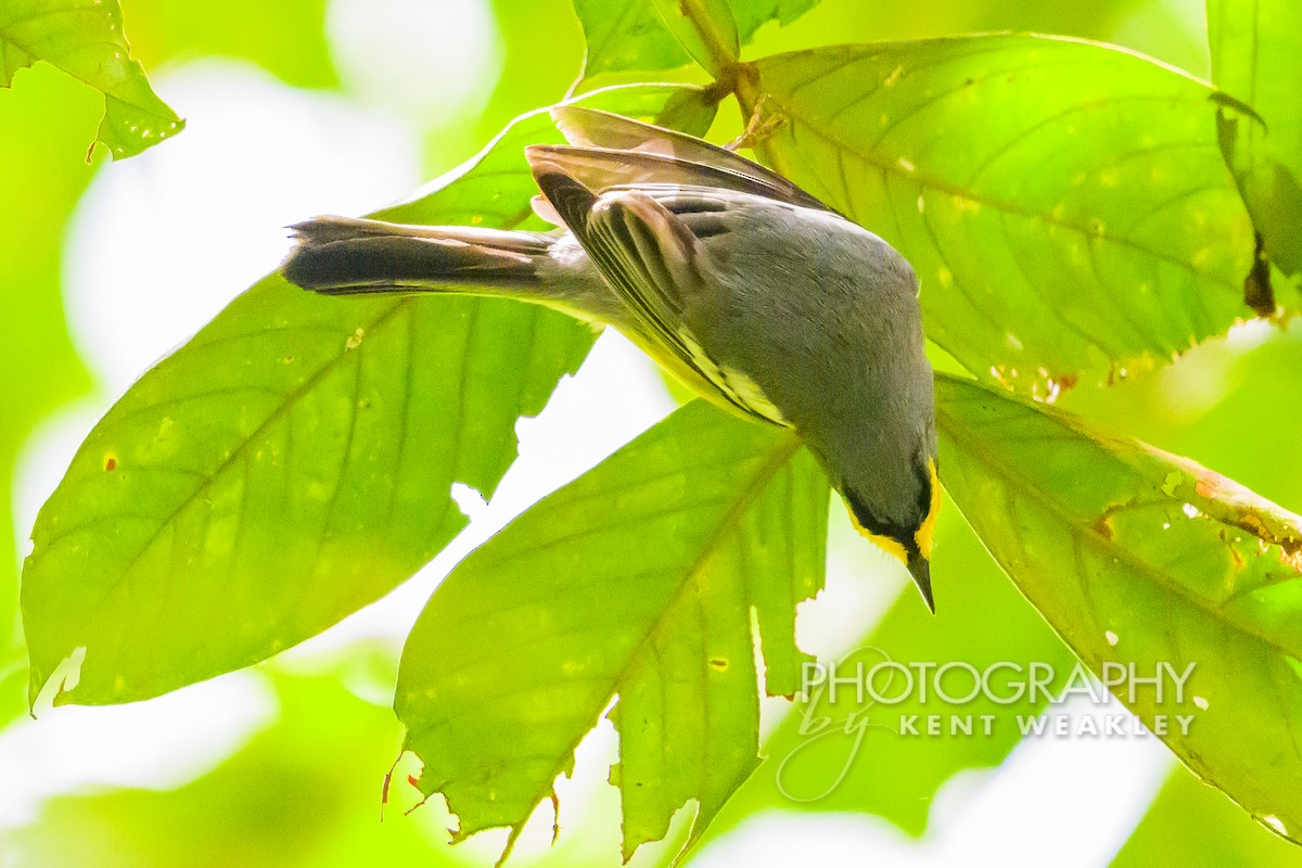 St. Lucia Warbler - ML633374392