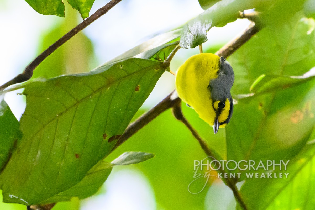 St. Lucia Warbler - ML633374394