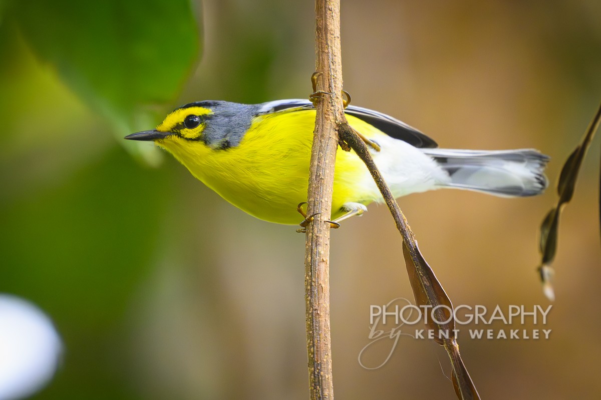 St. Lucia Warbler - ML633374395