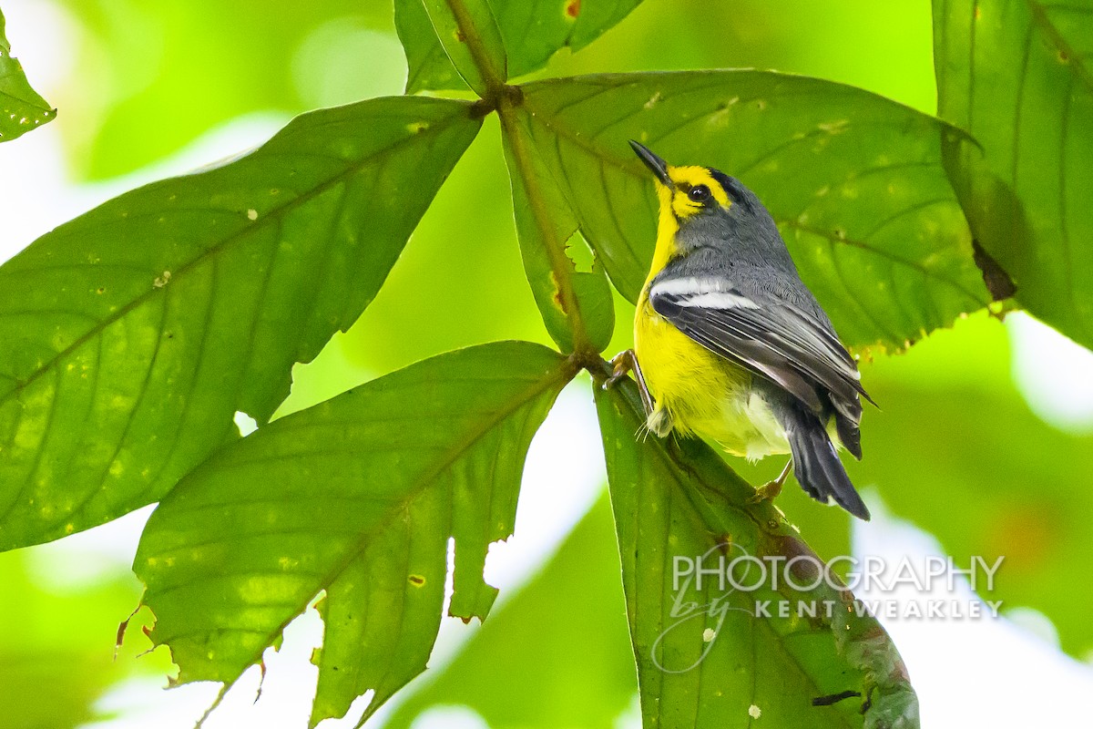 St. Lucia Warbler - ML633374396