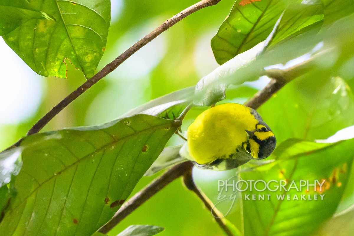 St. Lucia Warbler - ML633374398