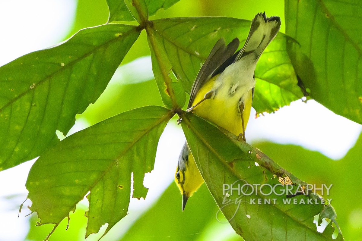 St. Lucia Warbler - ML633374399