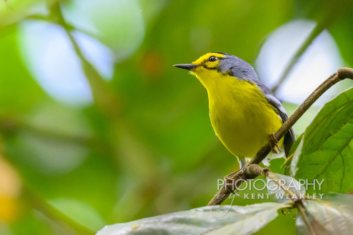 St. Lucia Warbler - ML633374400