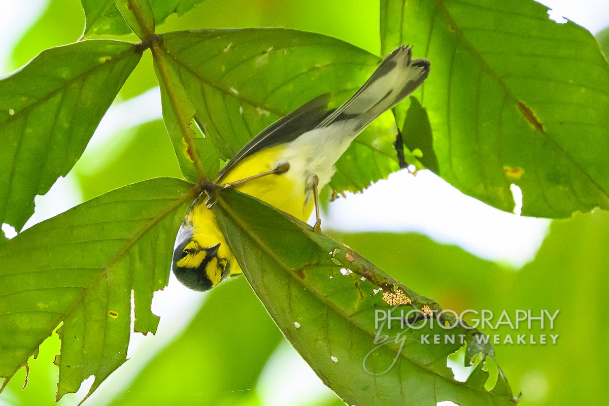 St. Lucia Warbler - ML633374401