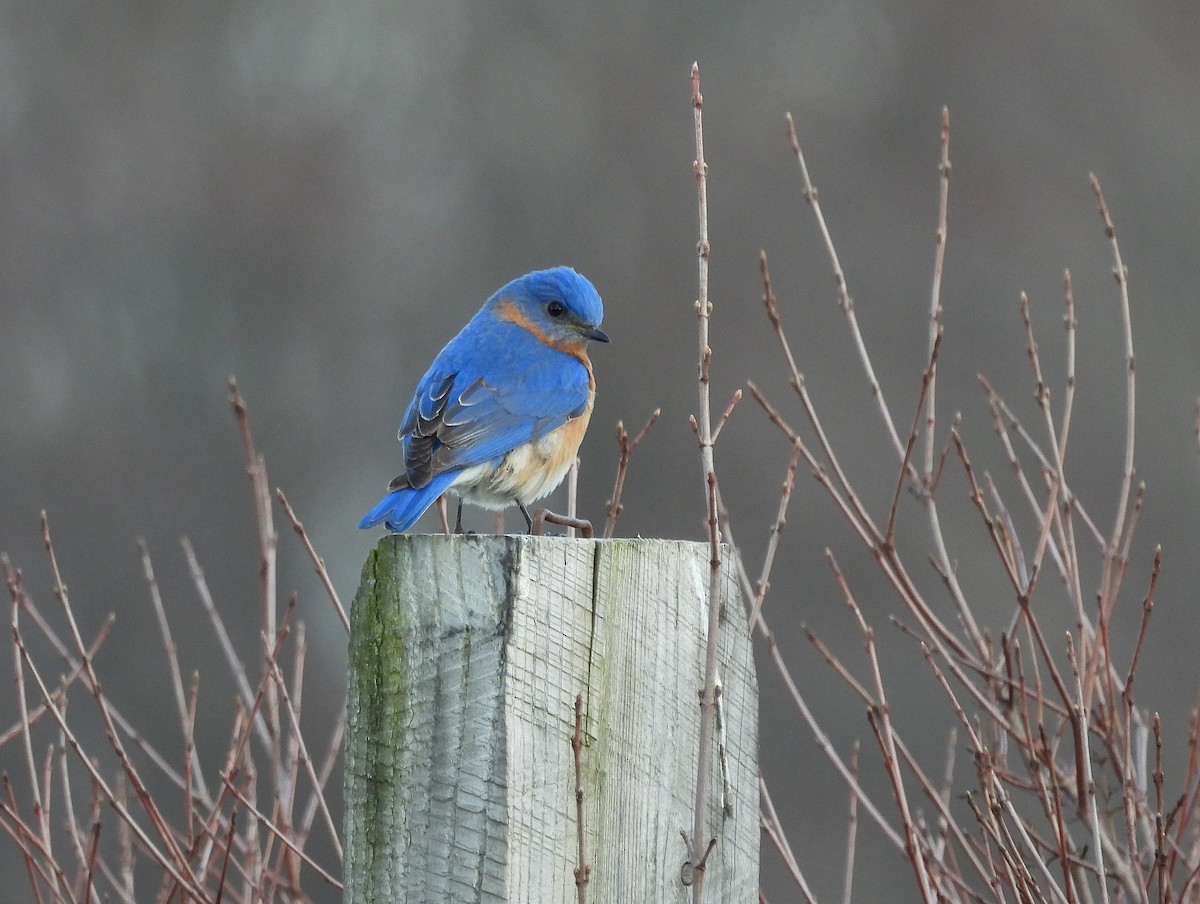 Eastern Bluebird - ML633374402
