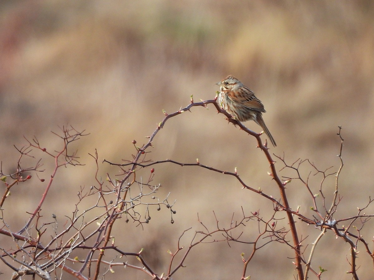 Song Sparrow - ML633374411