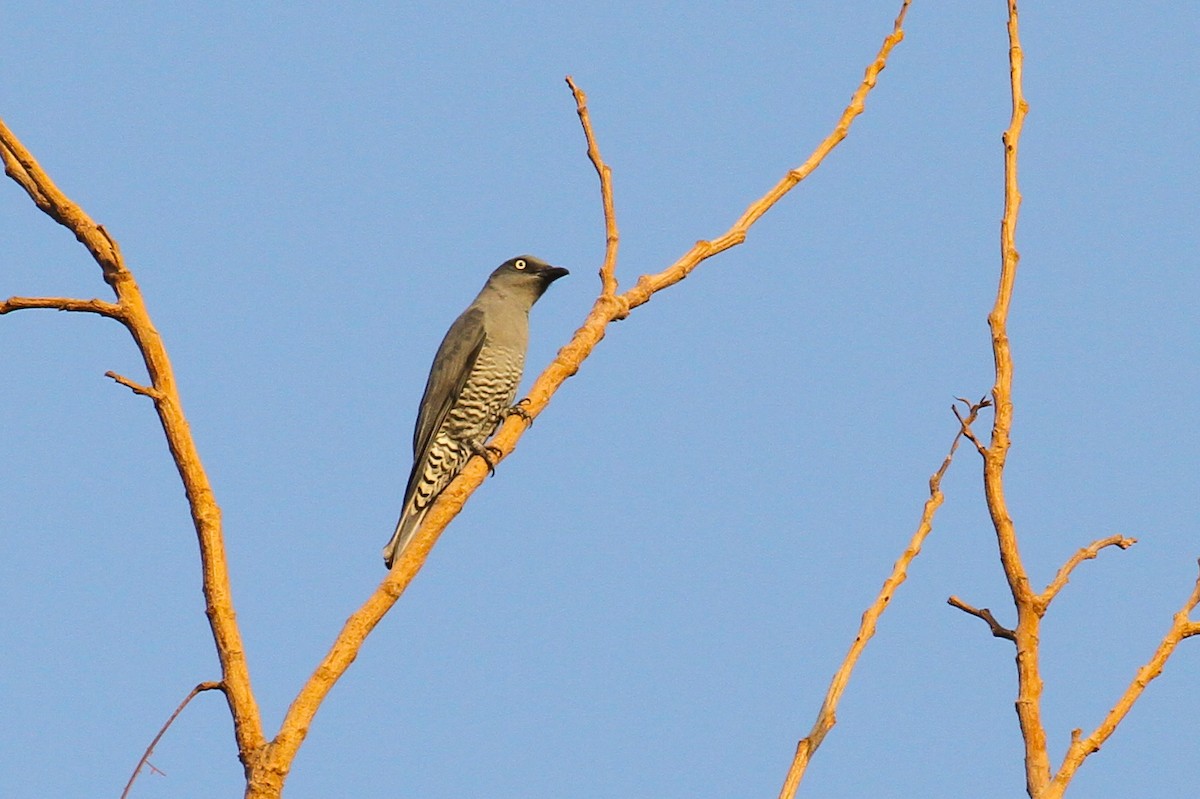Bar-bellied Cuckooshrike (Philippine) - ML633374514