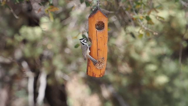 Bridled Titmouse - ML633374533