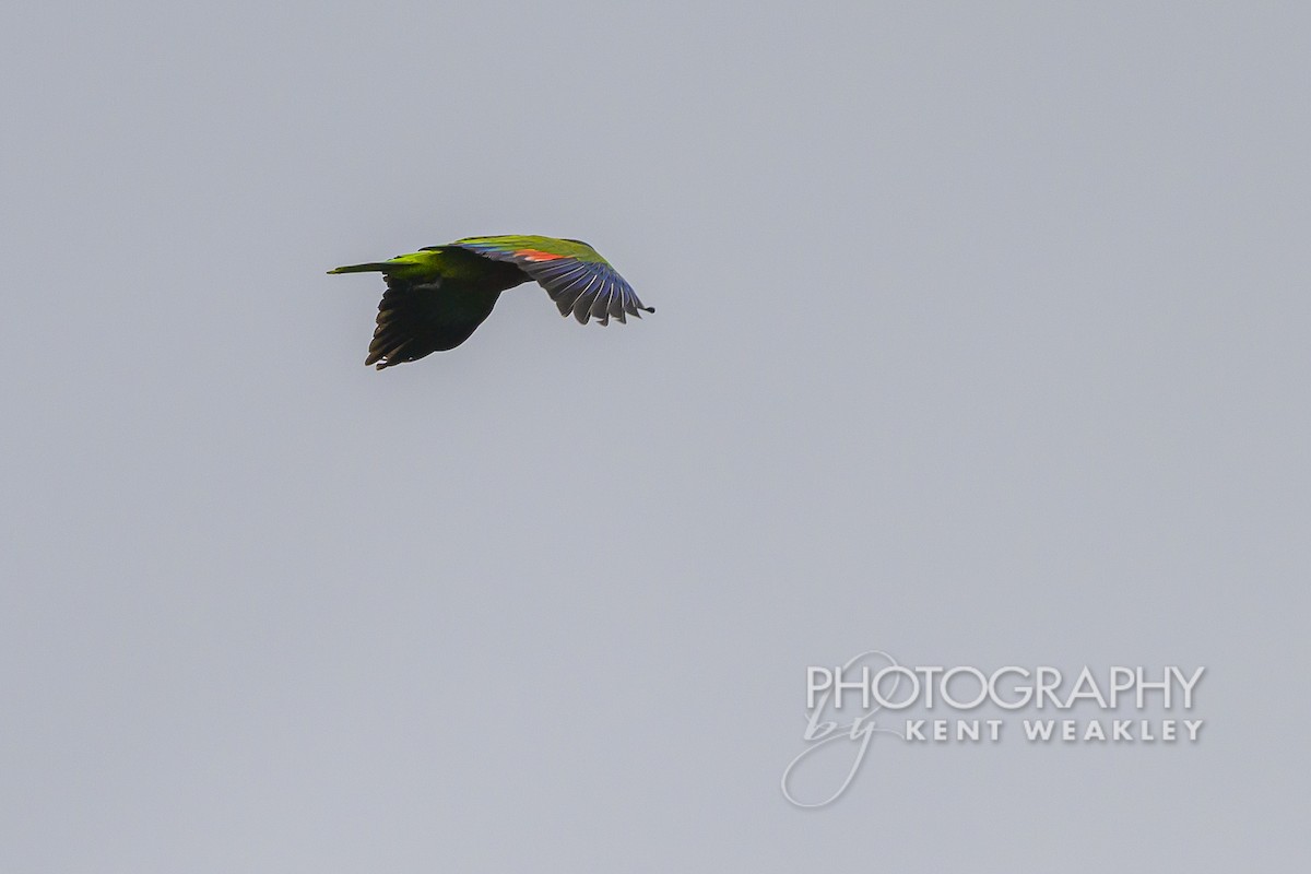 St. Lucia Amazon - ML633374538