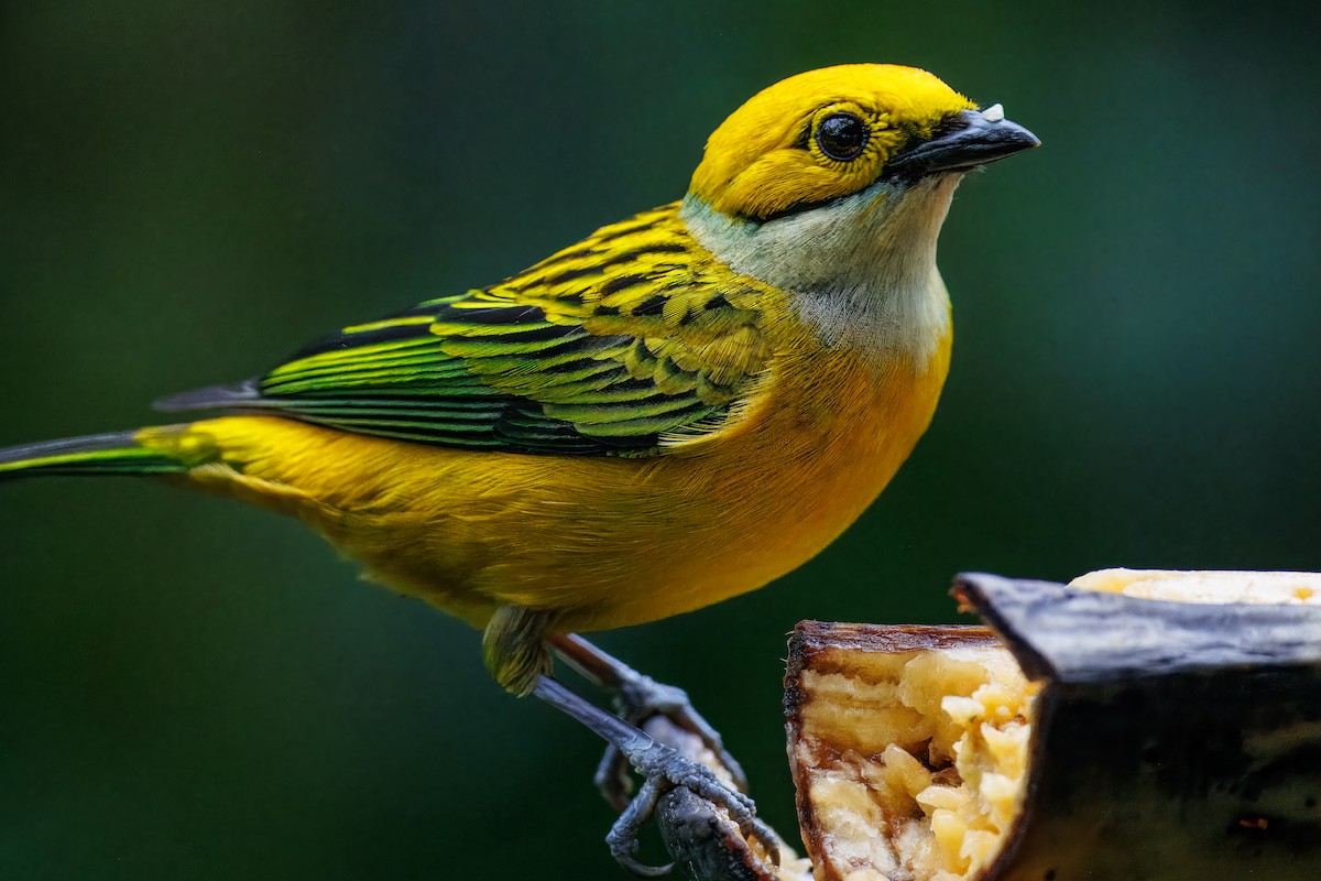 Silver-throated Tanager - Cynthia McAllister