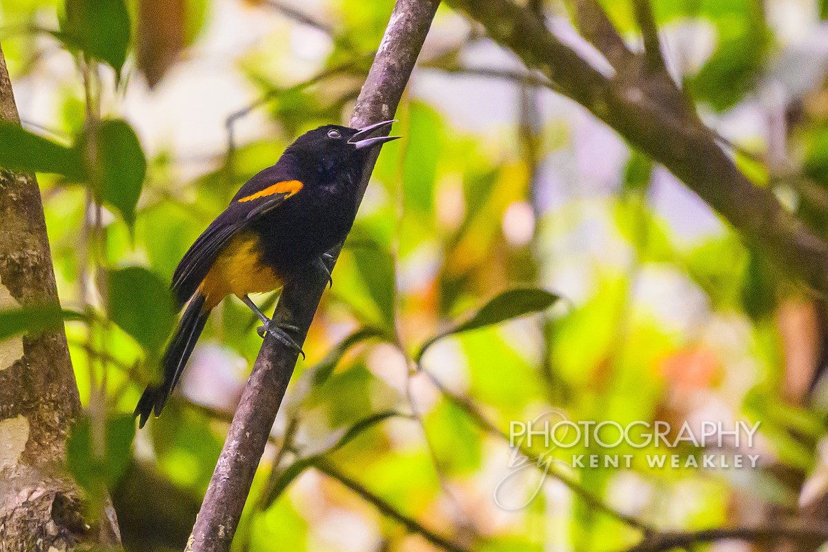 St. Lucia Oriole - ML633374574