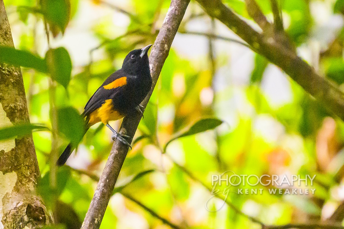 St. Lucia Oriole - ML633374575