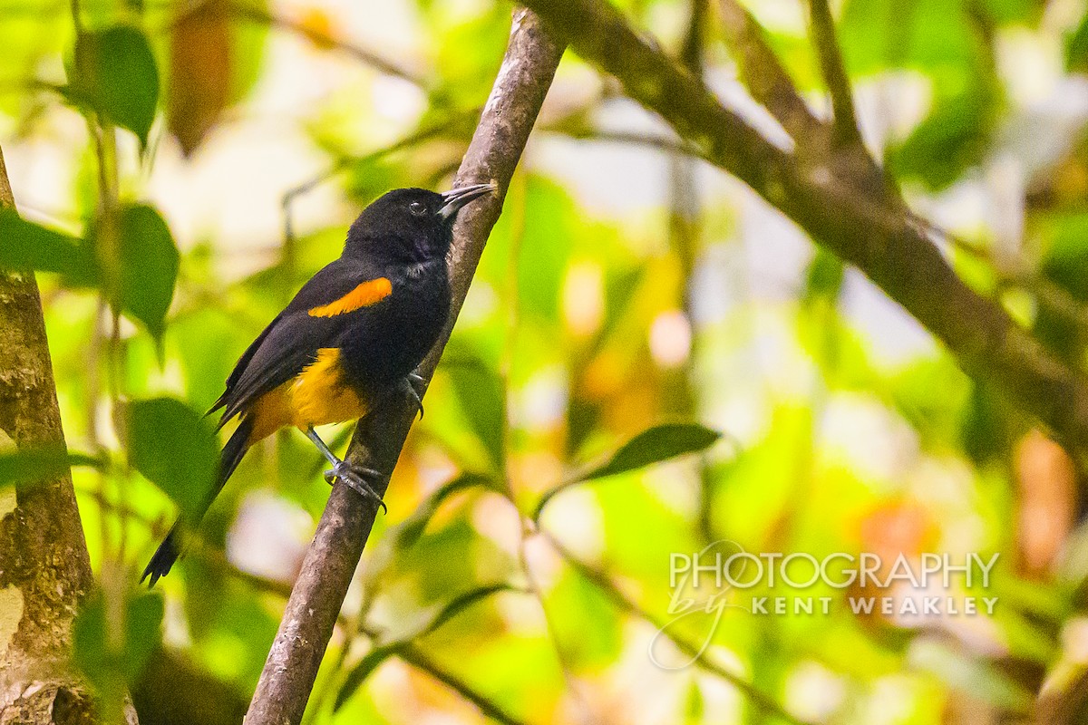 St. Lucia Oriole - ML633374576